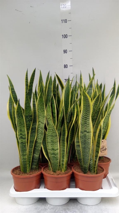 <h4>Sansevieria trifa. 'Laurentii'</h4>