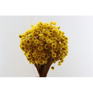 Dried Glixia Yellow Bunch