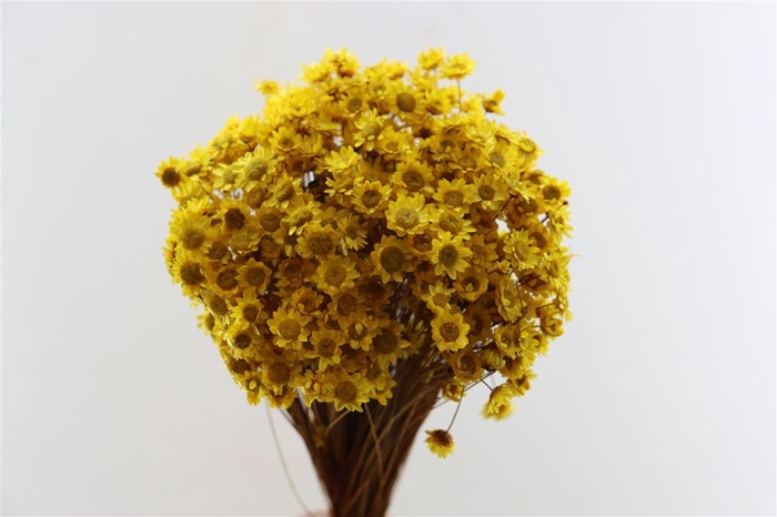 <h4>Dried Glixia Yellow Bunch</h4>