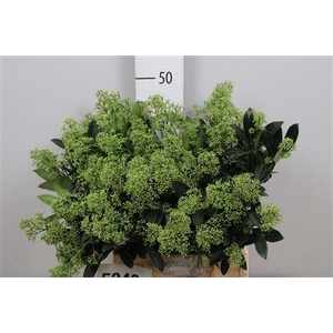 Skim J Snow White Bs