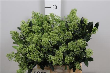 <h4>Skim J Snow White Bs</h4>