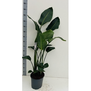Strelitzia Nicolai 3 planten per pot