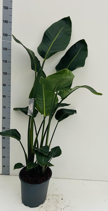 <h4>Strelitzia Nicolai 3 planten per pot</h4>