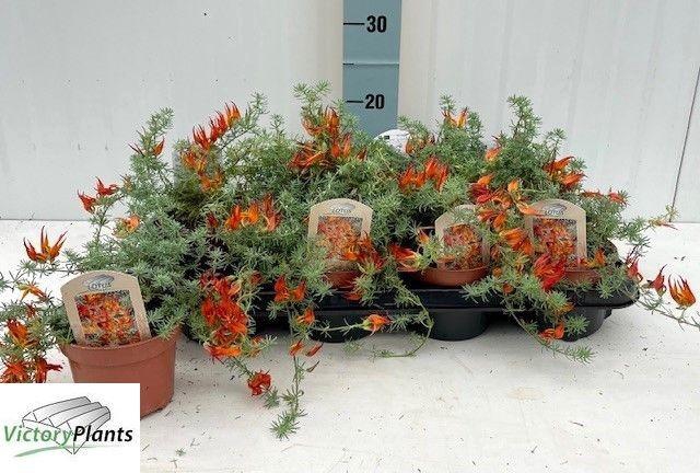 <h4>LOTU CORNICULATUS</h4>