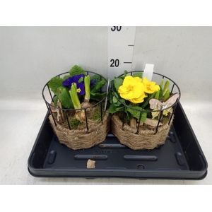 Arr.   Tuinplanten L%