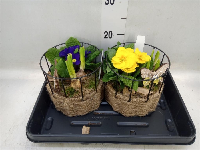 <h4>Arr. Tuinplanten L%</h4>