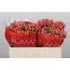 Hypericum Sweet Romance