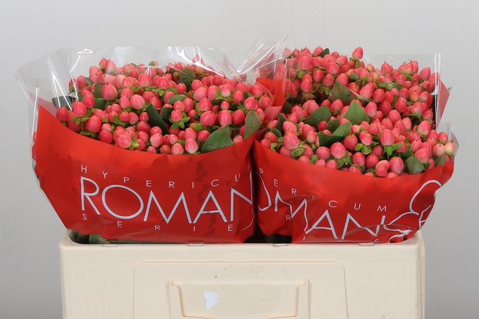 <h4>Hypericum Sweet Romance</h4>