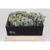 Oxypetalum Tweedia Blue