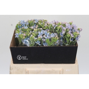 Oxypetalum Tweedia Blue