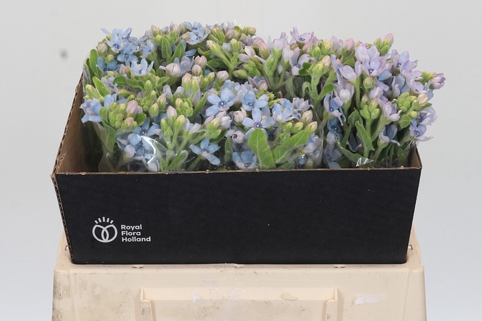 <h4>Oxypetalum Tweedia Blue</h4>
