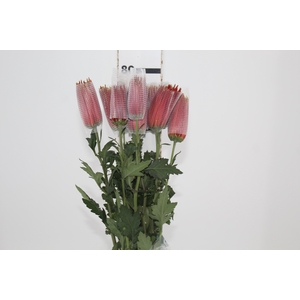 ANASTASIA CHISPA 080 CM BICOLOR