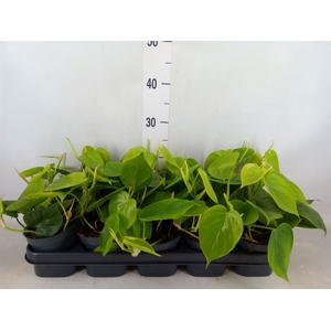Philodendron scandens