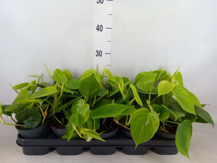 <h4>Philodendron scandens</h4>