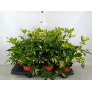 Schefflera arbor. 'Gerda'