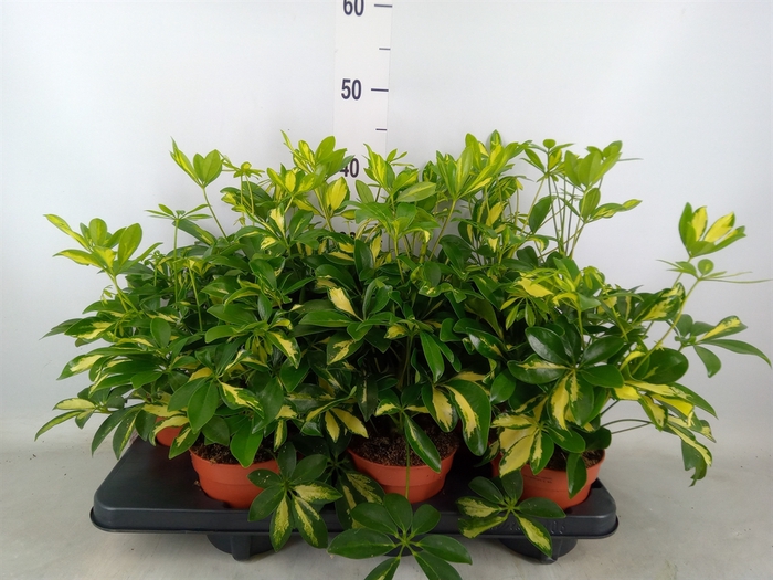 <h4>Schefflera arbor. 'Gerda'</h4>