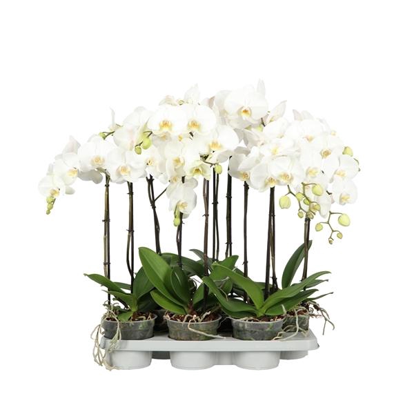 <h4>King P15 A2 White</h4>