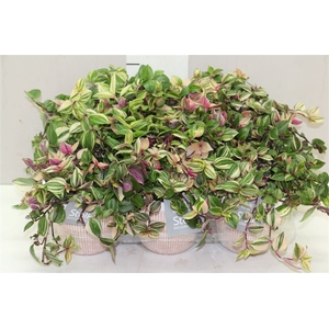 Tradescantia Fl Quadricolor In Terracotta