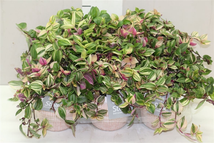 <h4>Tradescantia Fl Quadricolor In Terracotta</h4>