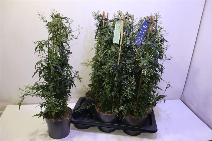 <h4>Jasm Polyanthum Wit Piramide</h4>