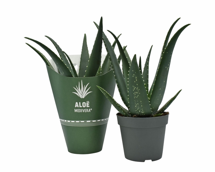 Aloe  'Equator'