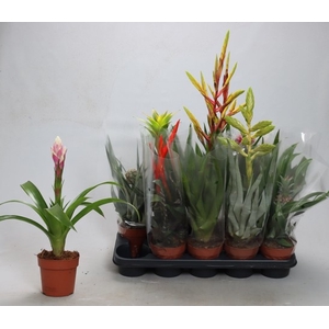 BROMELIA GEM