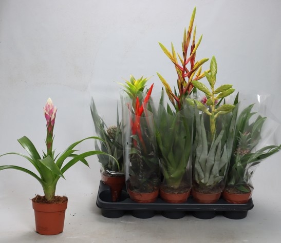 <h4>BROMELIA GEM</h4>