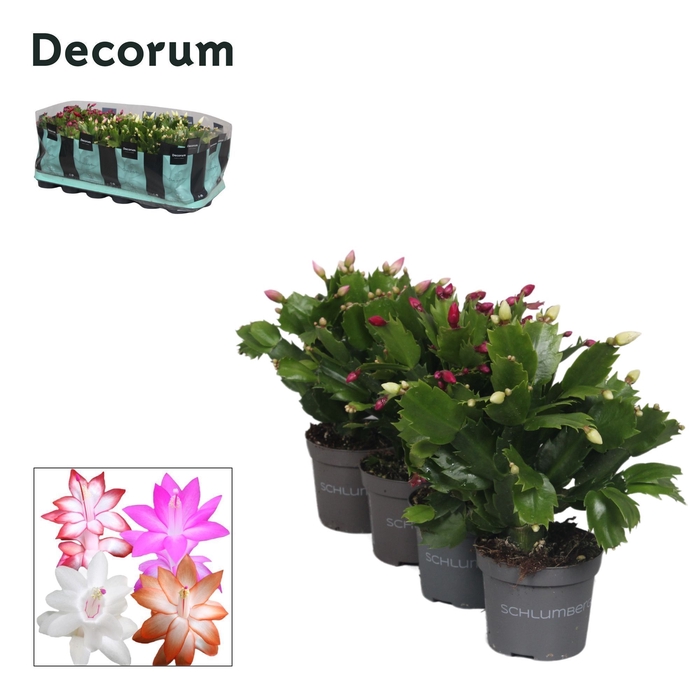 <h4>Schlumbergera - 9 cm - Mix - Decorum</h4>