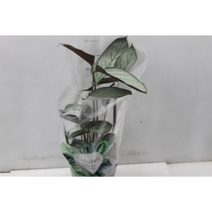 CALATHEA EXOTICA P17
