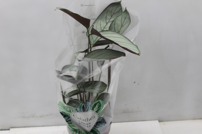 <h4>CALATHEA EXOTICA P17</h4>