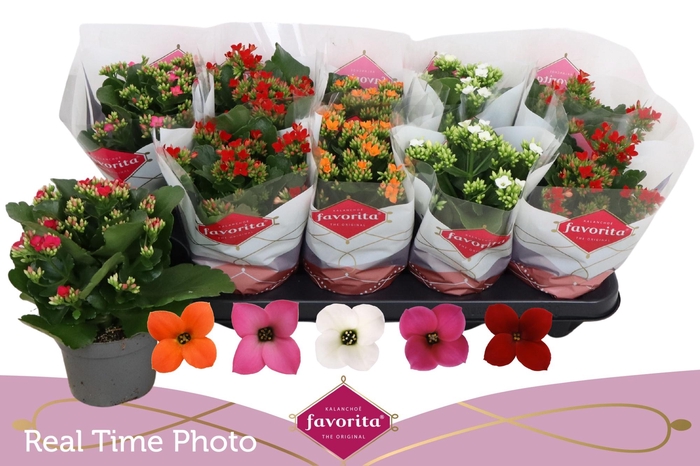 <h4>KAL EN GEM 5 KL</h4>