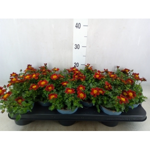 Bidens  'Eldoro Red'