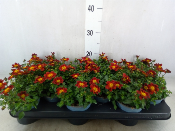 <h4>Bidens  'Eldoro Red'</h4>