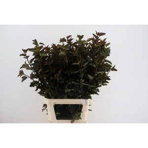 PHYSOCARPUSBLAD D. ROOD 100CM