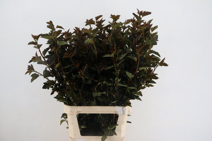 <h4>PHYSOCARPUSBLAD D. ROOD 100CM</h4>