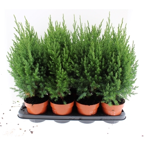 Juniperus chin. 'Stricta' P13