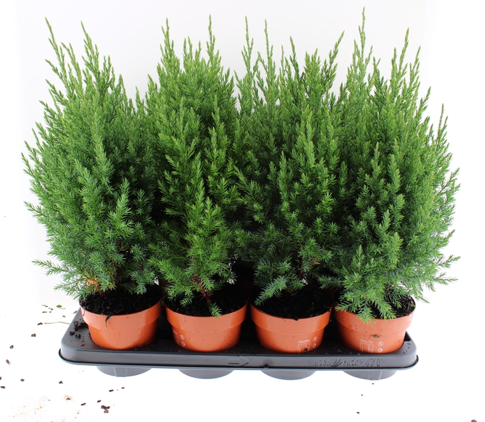 <h4>Juniperus chin. 'Stricta' P13</h4>