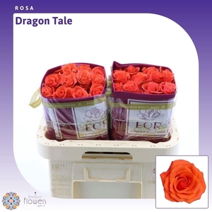 R GR DRAGON TALE
