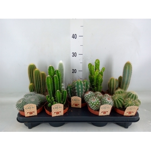 Cactus   ...mix