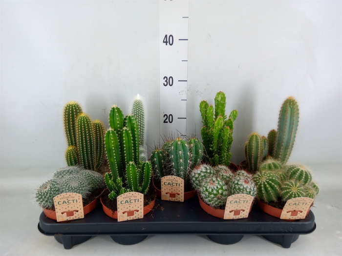 <h4>Cactus   ...mix</h4>