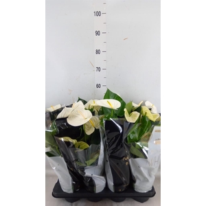 Anthurium andr. 'Alpine'