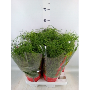 Rhipsalis baccifera 'Oasis'