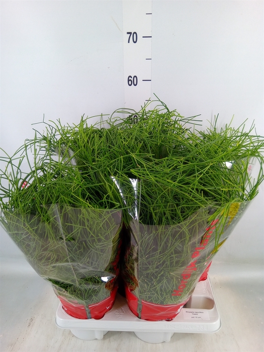 <h4>Rhipsalis baccifera 'Oasis'</h4>