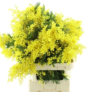 ACACIA BAILEYA BL BS