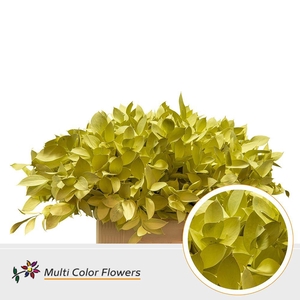 Hard Ruscus DYED Yellow