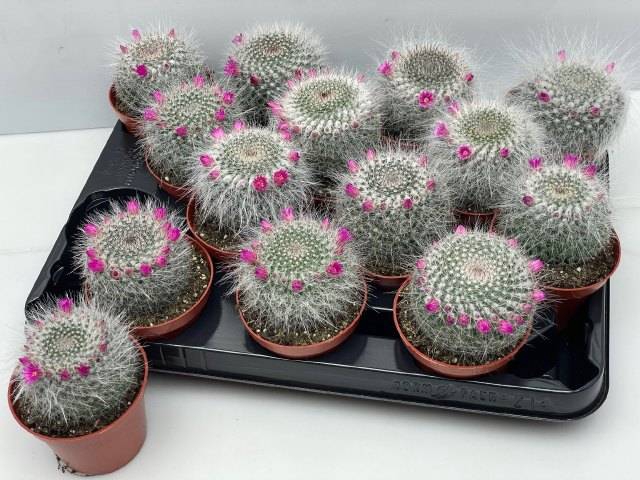 <h4>CACTUS BLOEIEND</h4>