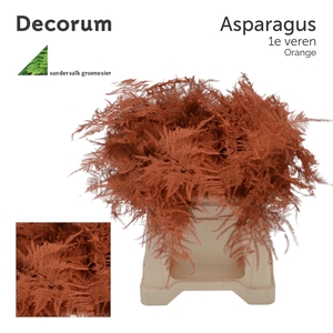 Asp 1e Veren Orange 45cm 566