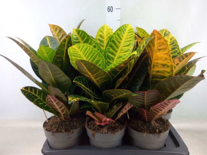 <h4>Codiaeum var. GR 'Petra'</h4>