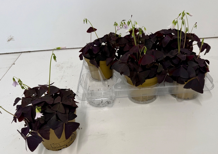 <h4>OXALIS TRIANGULARIS</h4>