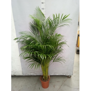 Dypsis lutescens   ...Chrysalidoca